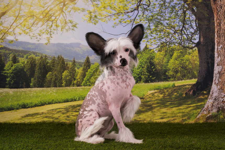 夏日草地上玩耍的中华冠毛犬图片