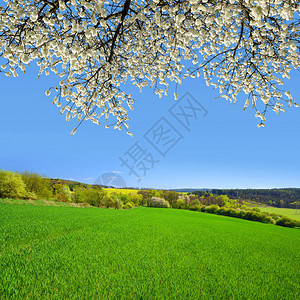 与开花分支樱桃树的春天风景图片