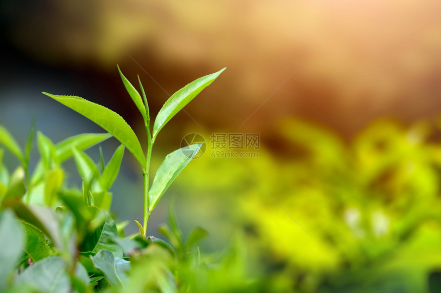 茶芽和叶子茶园斯里兰卡图片
