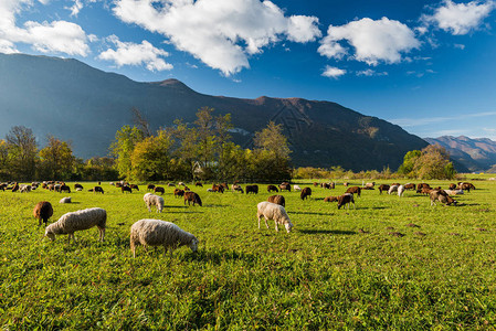 牧羊在青草牧场上图片