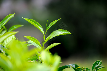 茶芽和叶子茶园斯里兰卡图片