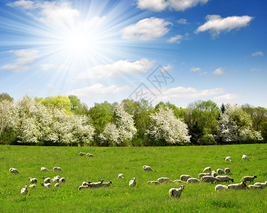 与羊群的春天风景图片