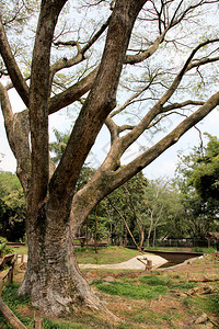 公园上的树户外图背景图片