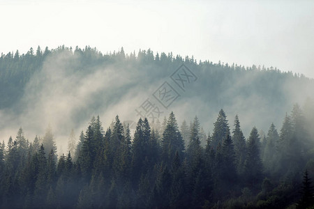 雾蒙的山林风景背景图片