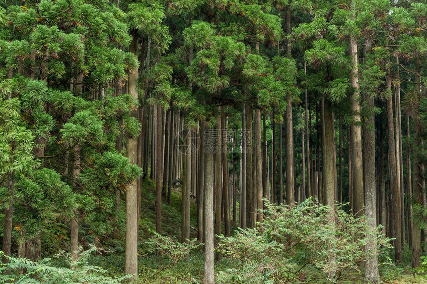 绿树成荫的森林图片