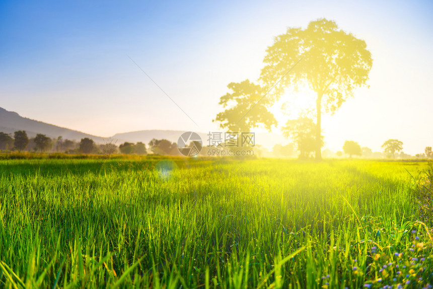 早晨有阳光的稻田农业背景图片