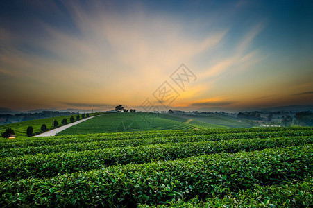 泰国清莱茶园景观的日落景观图片