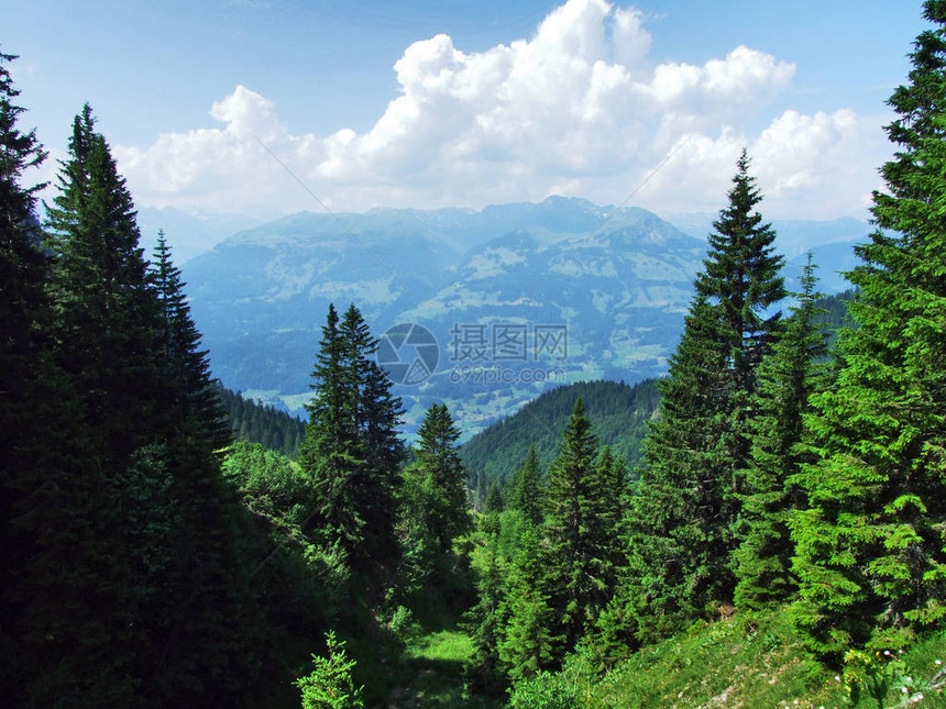 Gonzen山坡上的树木和常青林瑞士圣图片