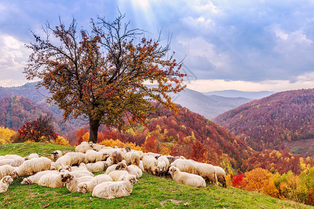罗马尼亚喀尔巴阡山脉秋天风景图片