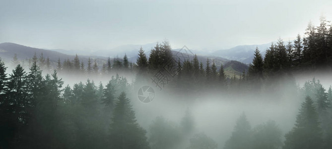 风景如画的山景雾中的冷杉林图片