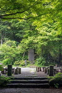 夏季绿色清新的日本森林图片
