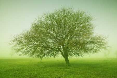 神秘的绿色晨光中的一些树木图片