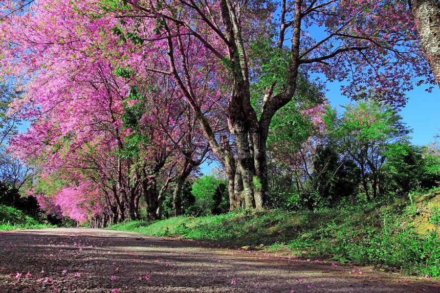 泰国清迈樱桃花流图片