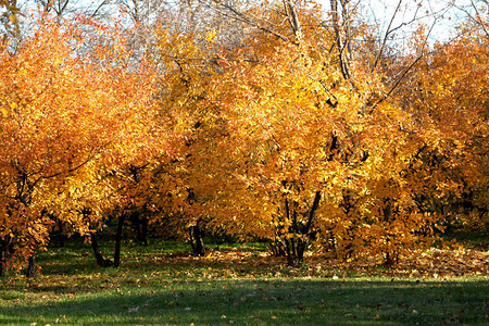 年轻森林的秋天风景图片