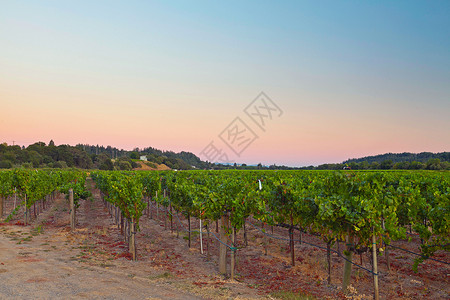 日落时种树场美国加利福尼亚州图片