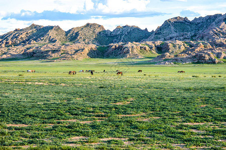 清晨蒙古草原上的马在山谷中放牧图片