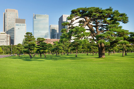 日本东京摩天大楼前的松树公园图片