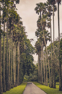 斯里兰卡田地和树木的景观图片