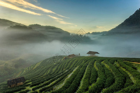 泰国清迈DoiAngKhang的茶园美丽风景图片