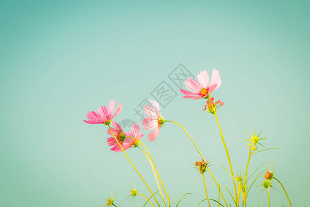 花朵在花园中蓝色的天空背景在古代风图片