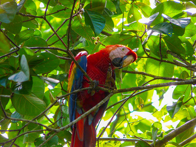 哥斯达黎加ScarletMacawCorcova高清图片