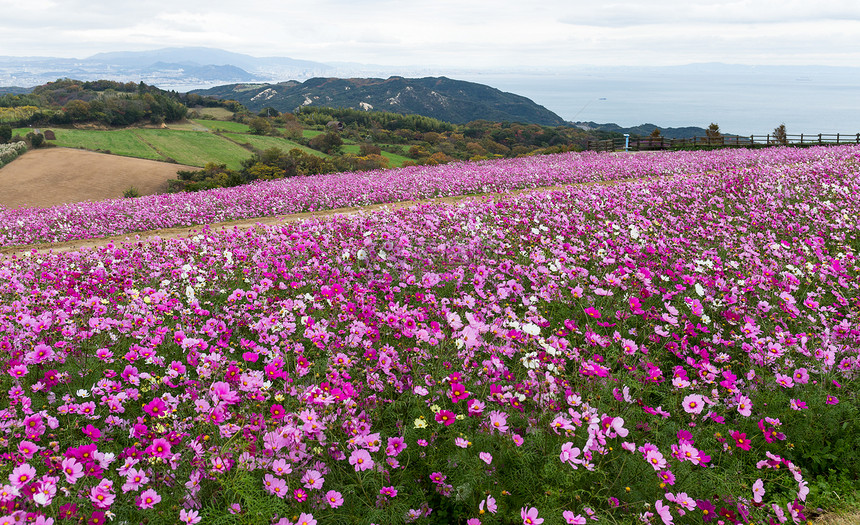 农场上的波斯菊花田图片