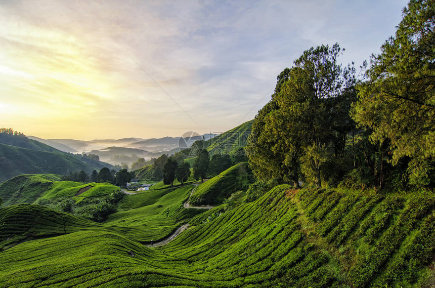 清晨从山顶和茶叶种植场背景出发的图片