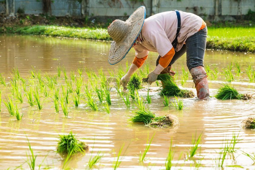 传统农民在绿地种植图片