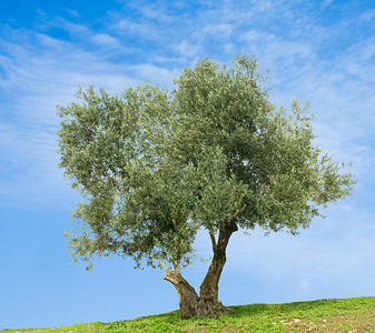 橄榄树图片
