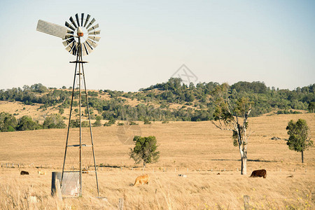 昆士兰乡村的奶牛和风车背景图片