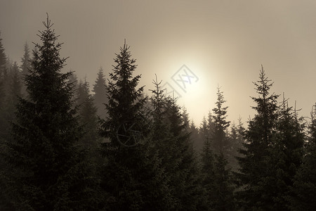 雾中的云杉雨后树木的剪影图片