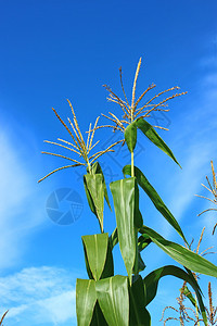 玉米植物图片