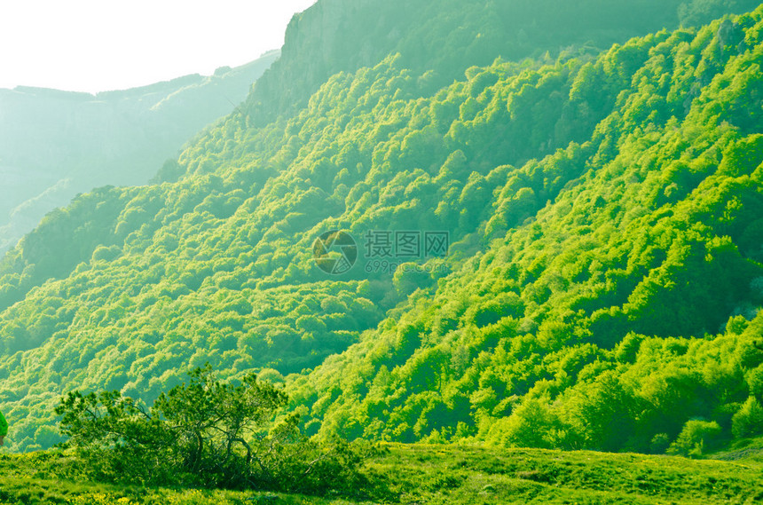 山中绿树成林图片