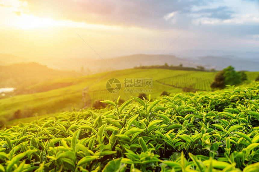 令人惊叹的年轻上部新鲜明亮的绿茶叶在日落光线的茶园背景中可以看到成排的茶树丛和色彩斑斓的夜空般的图片