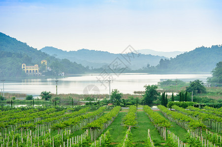 新鲜的绿色田野和泰国芭堤雅的银湖图片