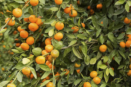 结满橘子的果树图片