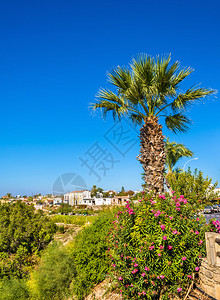 Paphos的棕榈树和鲜花图片