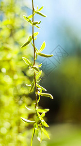 自然环境植物纹理和生物能源概念春天的绿背景图片