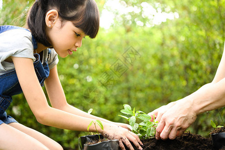 在土壤中种植年轻植物图片