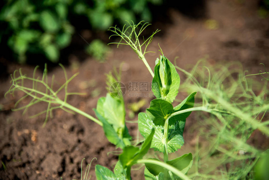 早春花园新鲜的豆子植物图片