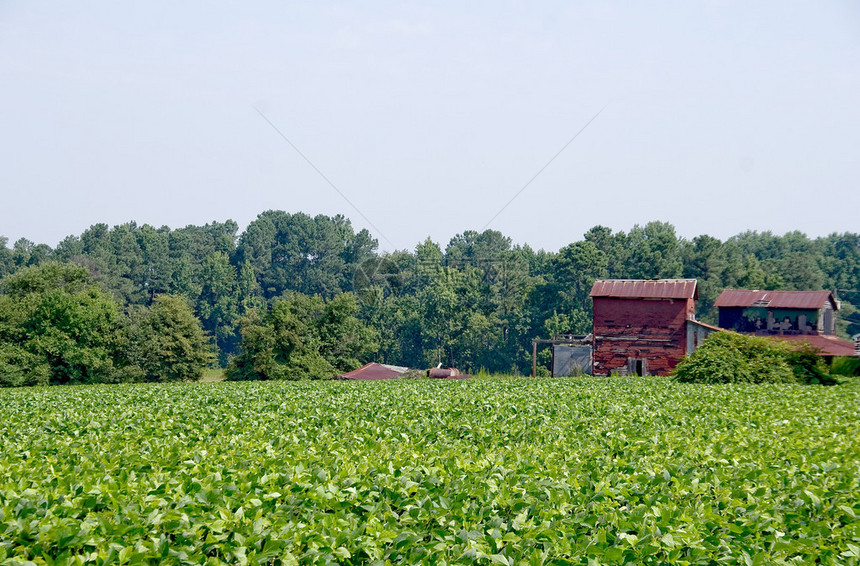 一个种满大豆植物的大农田图片