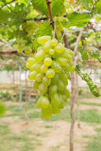 葡萄园或葡萄园中的绿葡萄绿叶葡萄阳光日的绿色葡萄园用于健康或饮食肖像图片