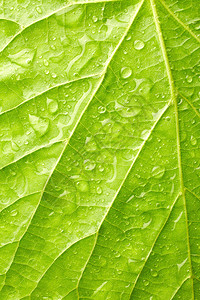 绿叶与水滴图片