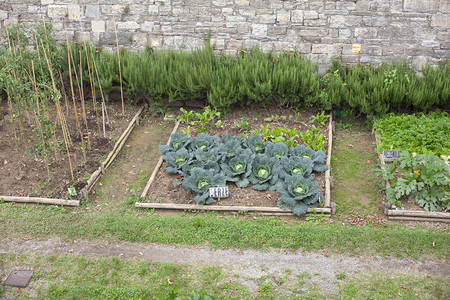 菜园里的卷心菜和莴苣图片