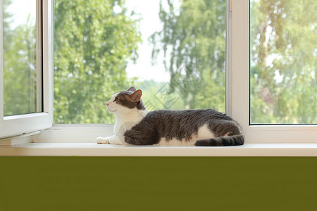 猫就躺在窗上背景图片