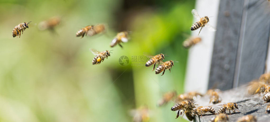 许多工人蜜蜂飞向灰色木图片