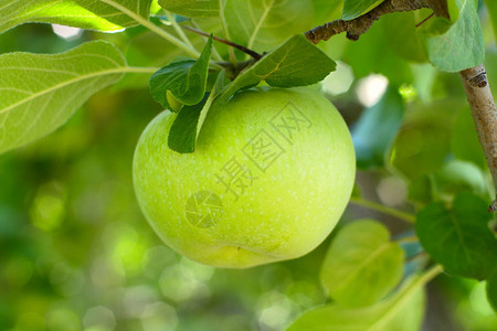 果园有机水果中的青苹果图片
