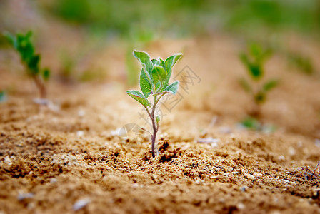 沙漠里生长的小绿色植物环境概念图片