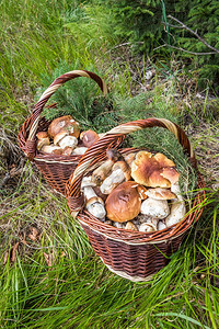 静物与两个柳条筐在草地上的食用蘑菇图片