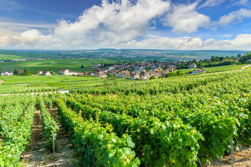 法国蒙塔涅德赖姆斯的葡萄园图片